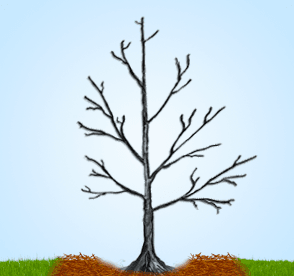 Mulch the base of the tree