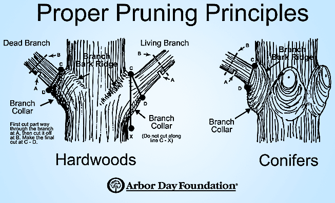 Proper Pruning